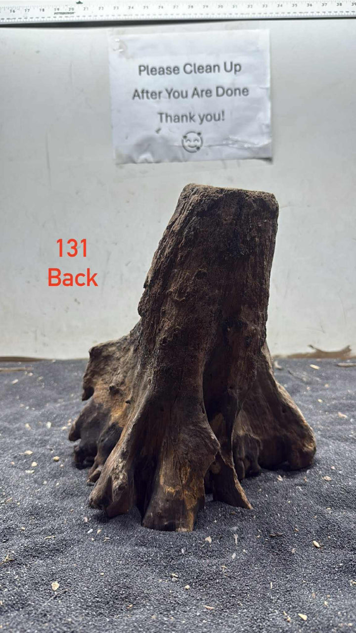 Mangrove Tree Stump 131