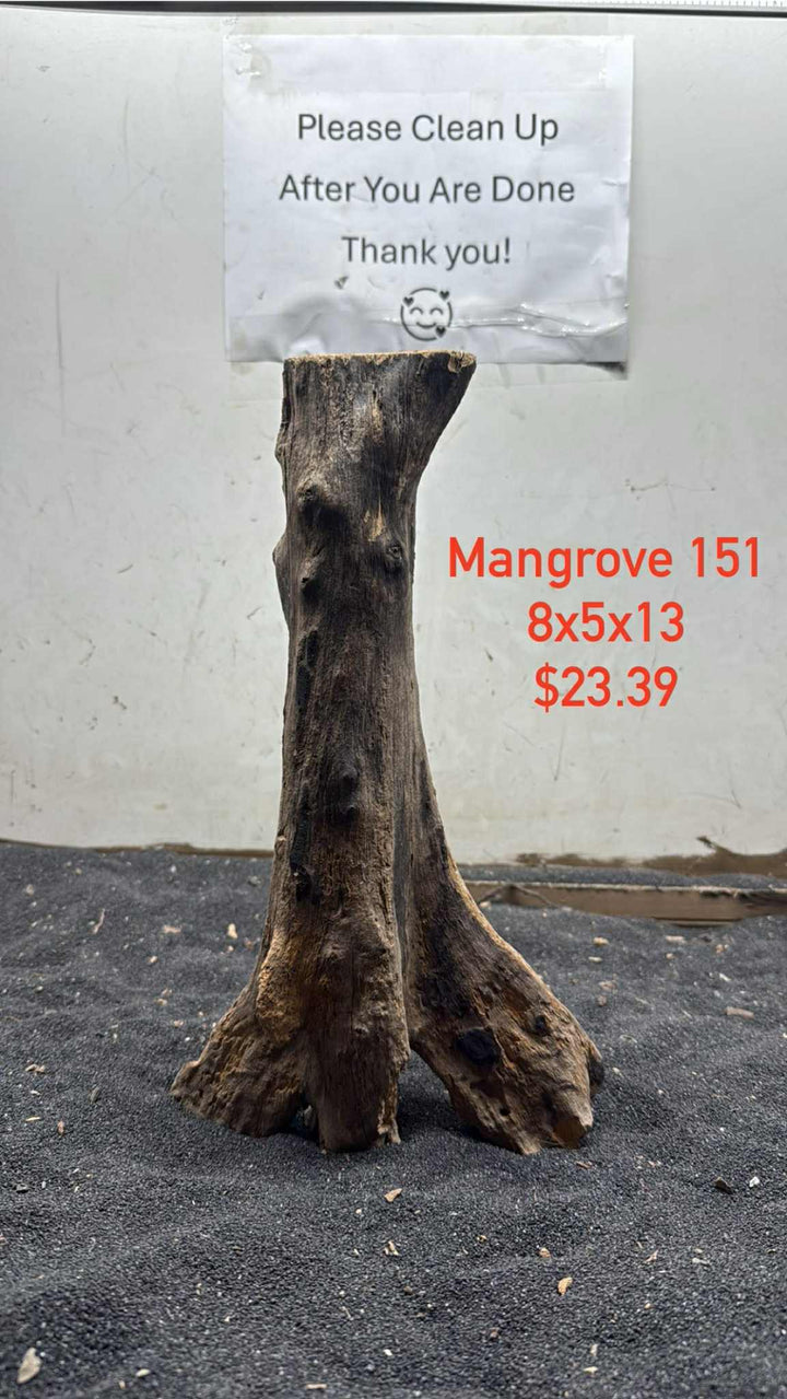 Mangrove Tree Stump 151