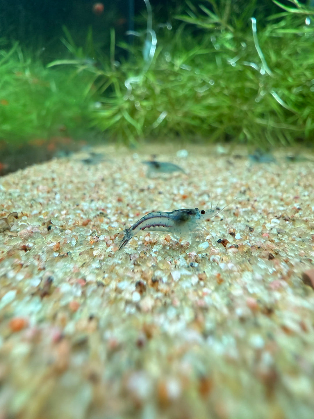 Blue Velvet Shrimp