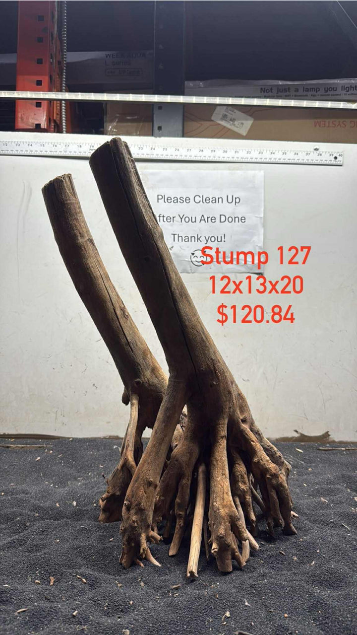 Mangrove Tree Stump 127