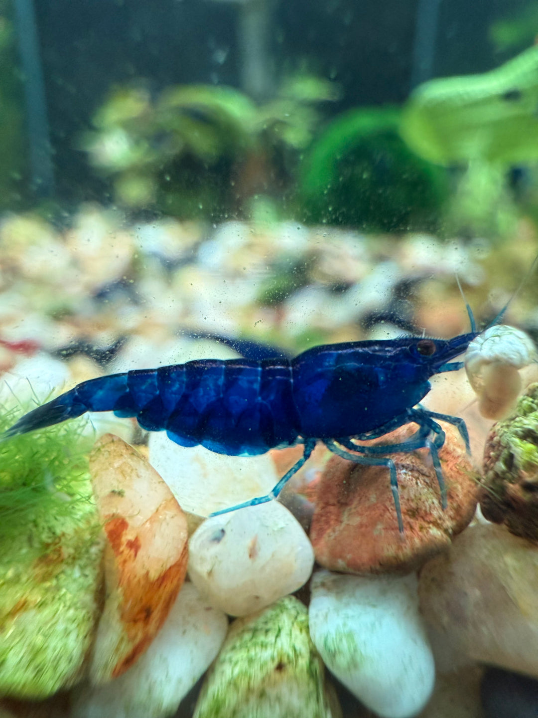 Blue Diamond Shrimp