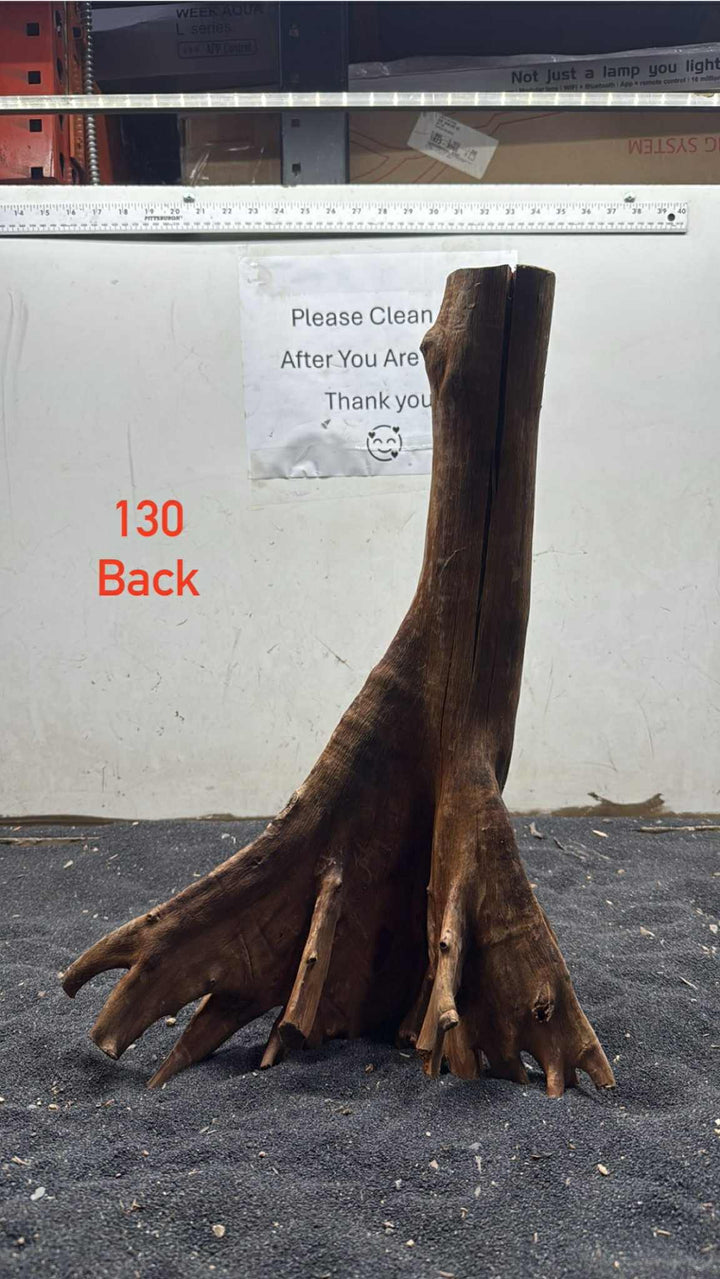 Mangrove Tree Stump 130