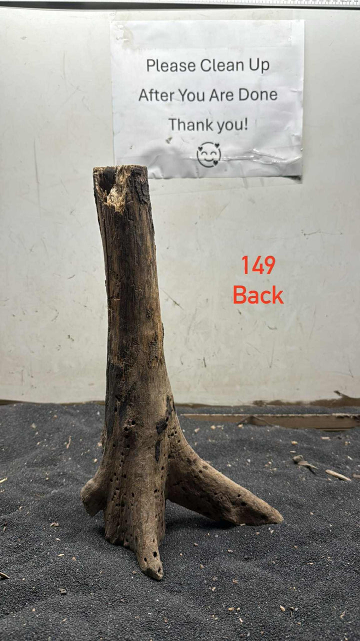 Mangrove Tree Stump 149