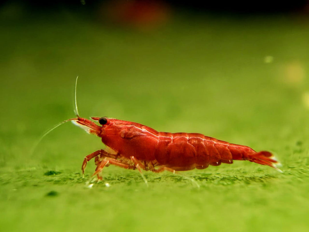 Bloody Mary Shrimp