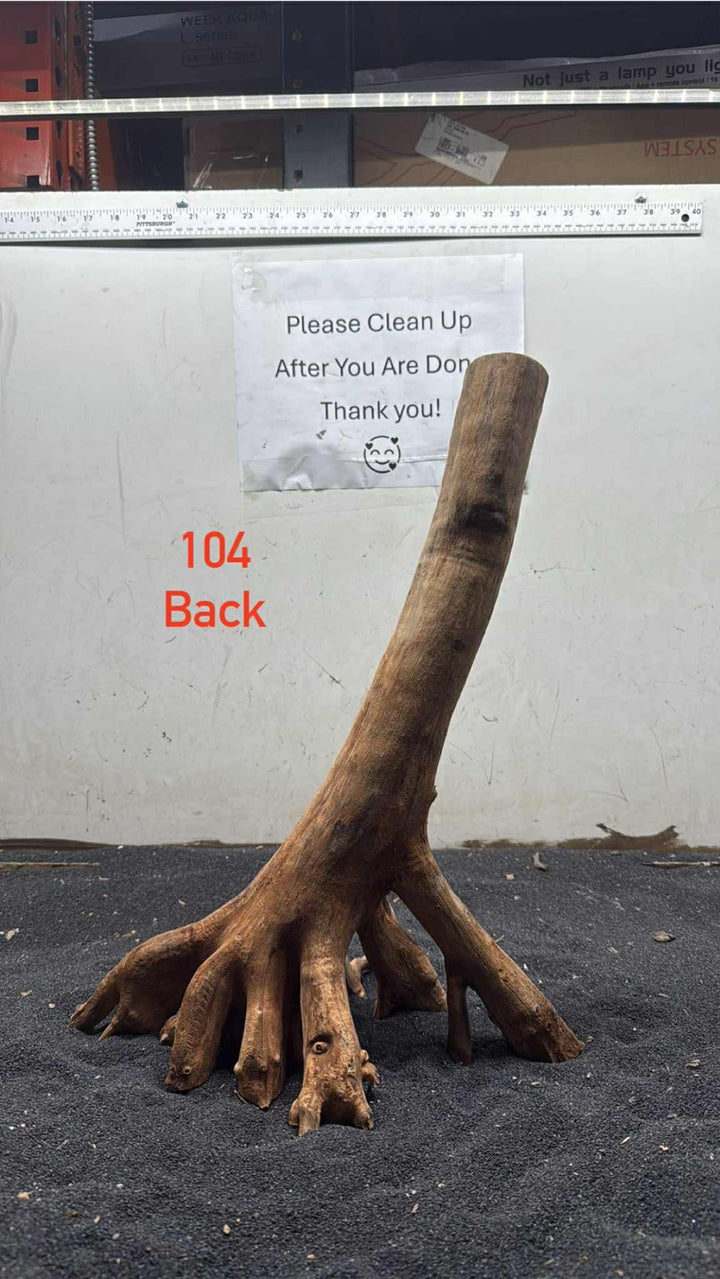 Mangrove Tree Stump 104