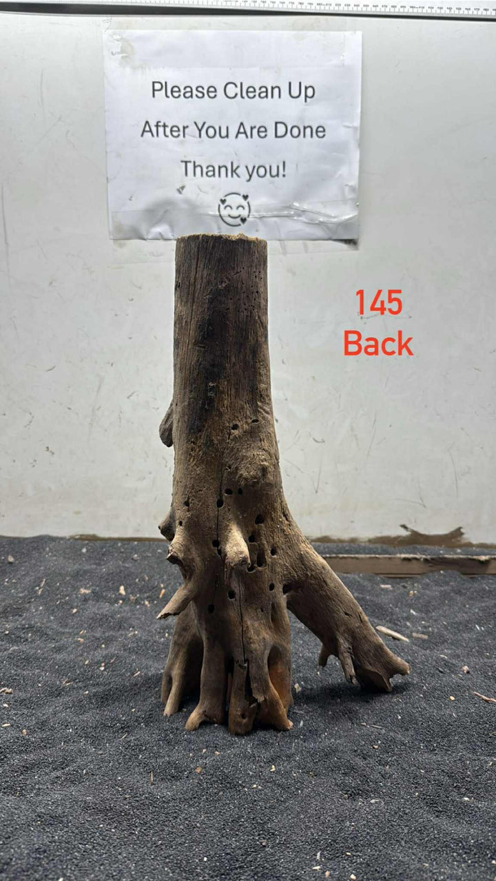 Mangrove Tree Stump 145
