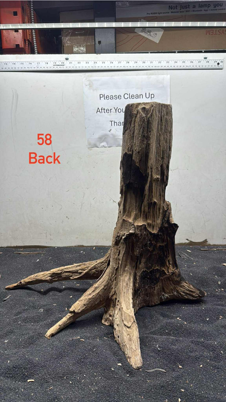 Hardwood Stump 058