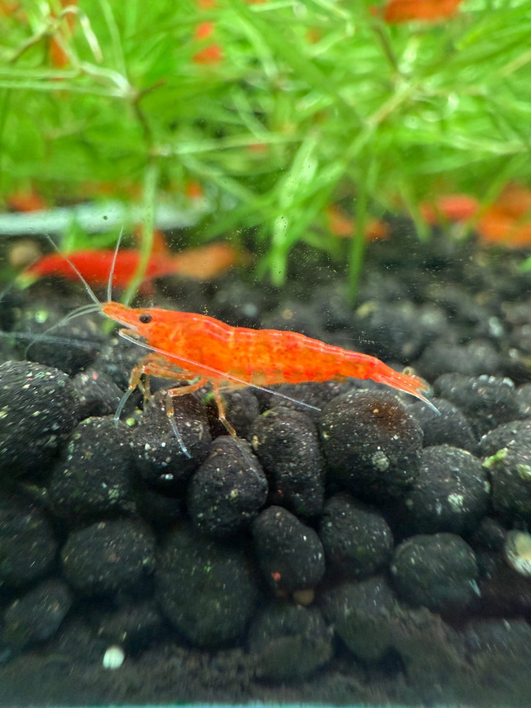 Orange Sakura Shrimp