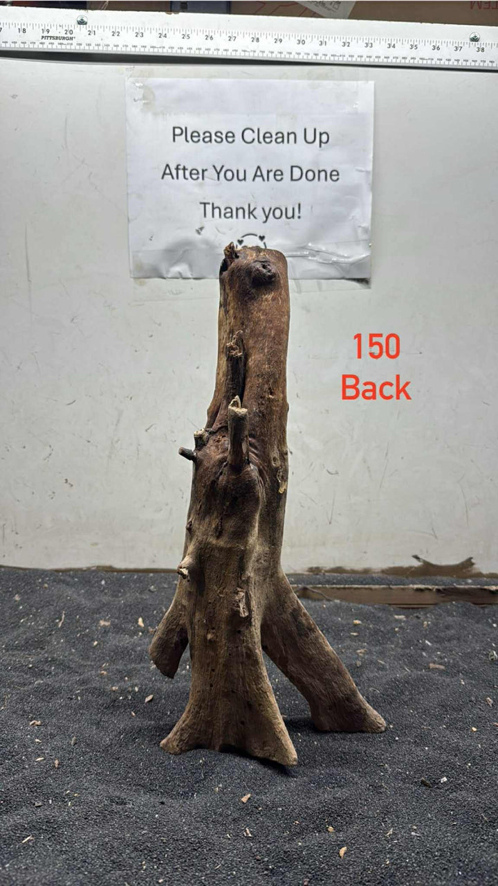 Mangrove Tree Stump 150