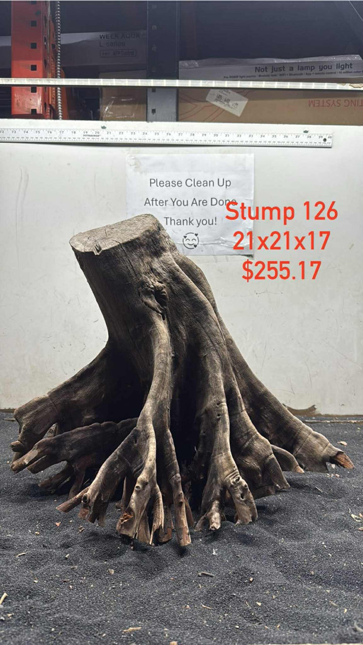 Mangrove Tree Stump 126