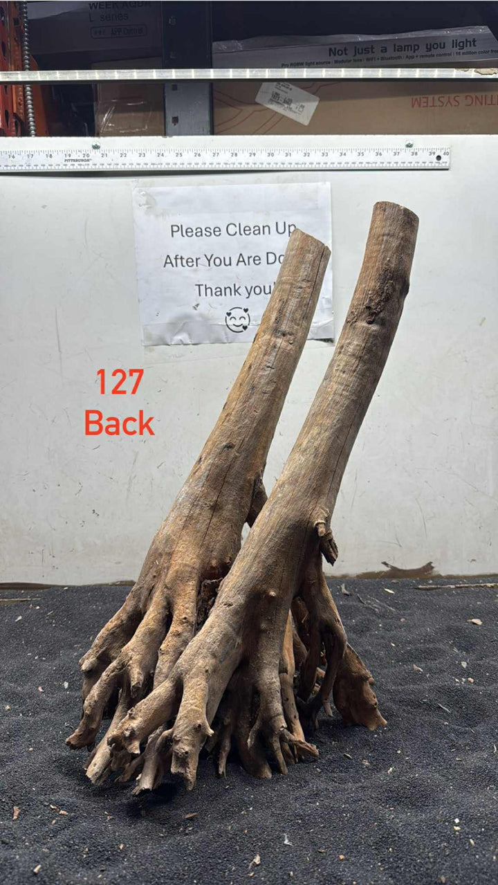 Mangrove Tree Stump 127