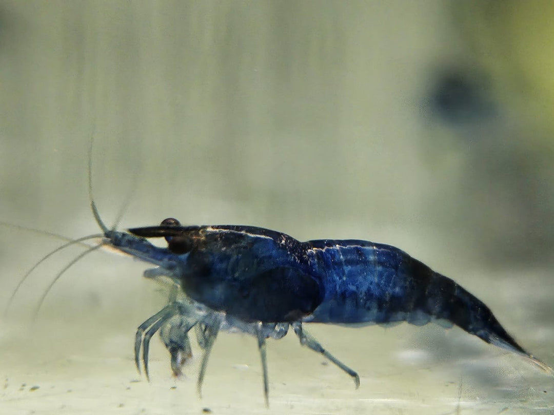 Blue Dream Shrimp