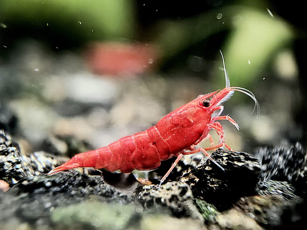 Painted Fire Red Shrimp