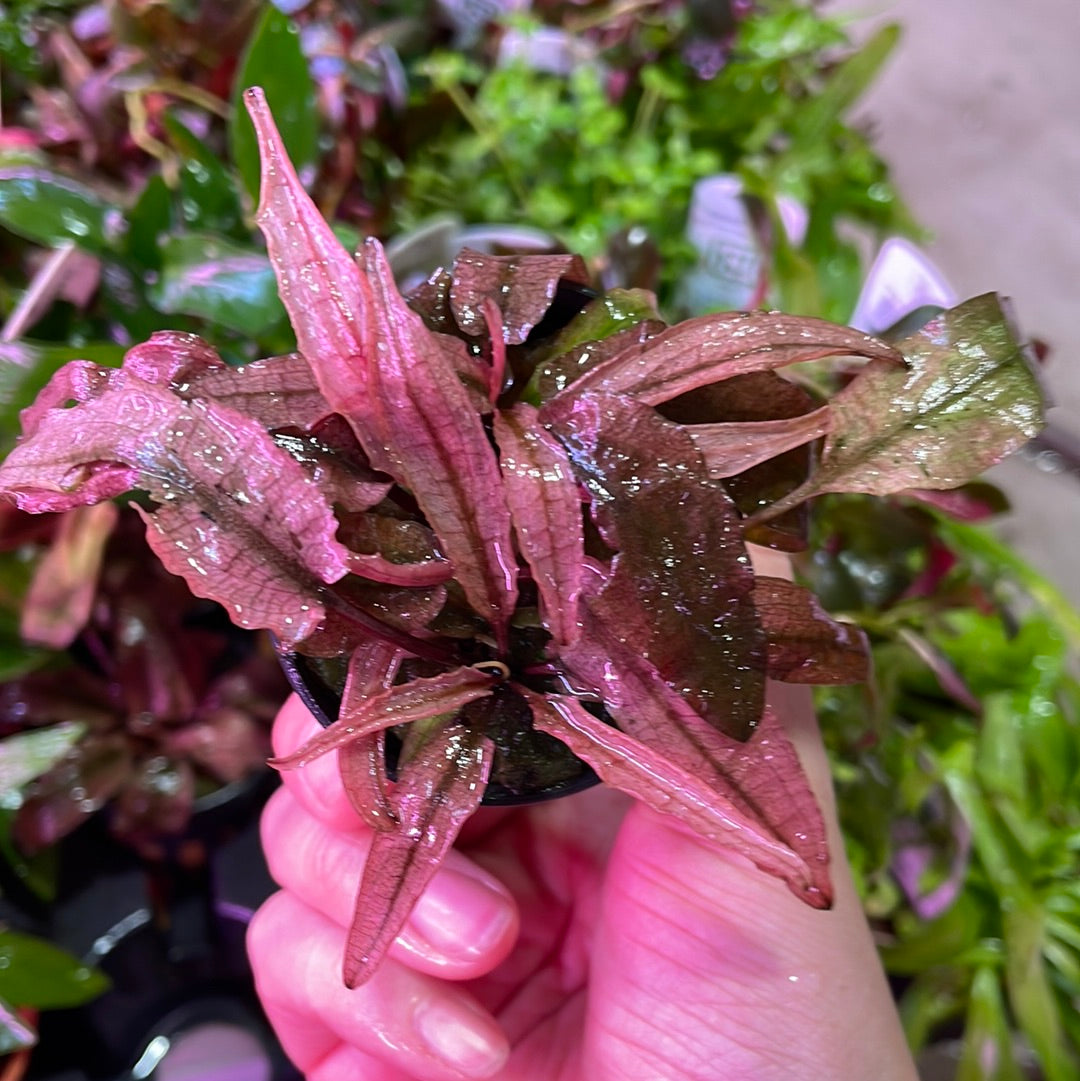 Cryptocoryne Pink Flamingo - Pot