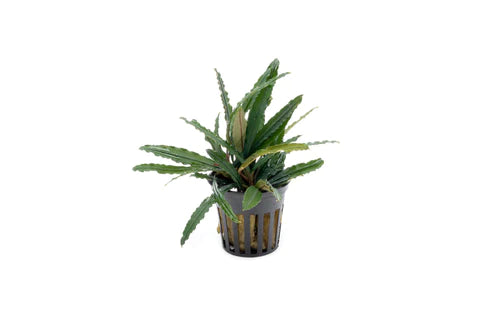 Bucephalandra Green Godzilla - Pot