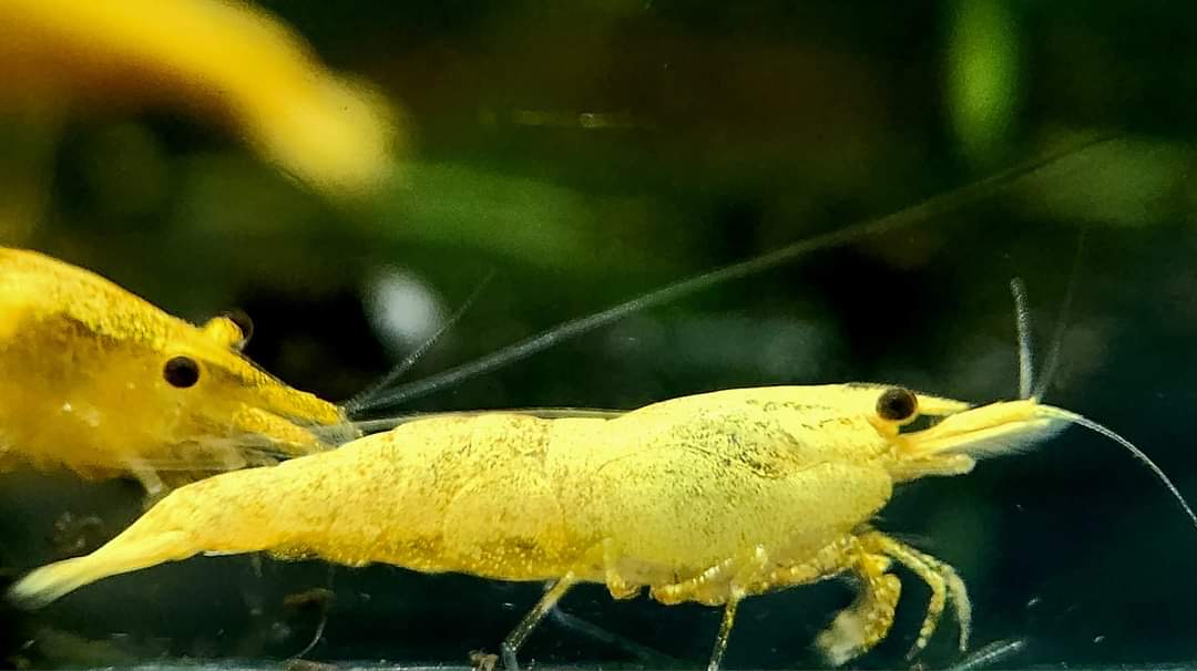 Yellow Sakura Shrimp