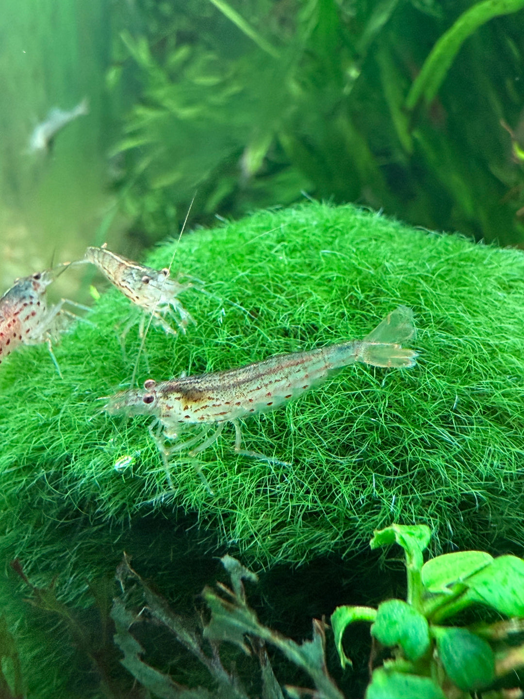 Amano Shrimp