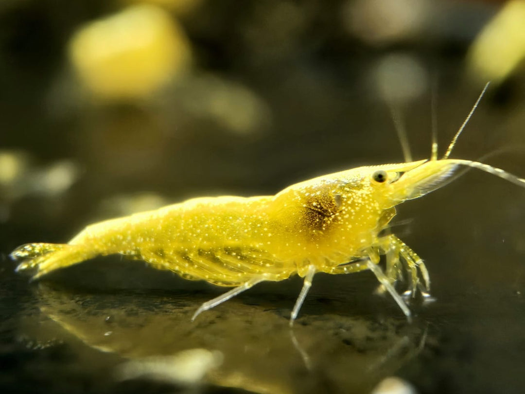 Yellow GoldenBack Shrimp