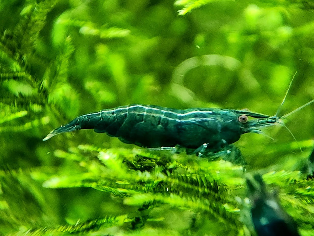 Green Jade Shrimp