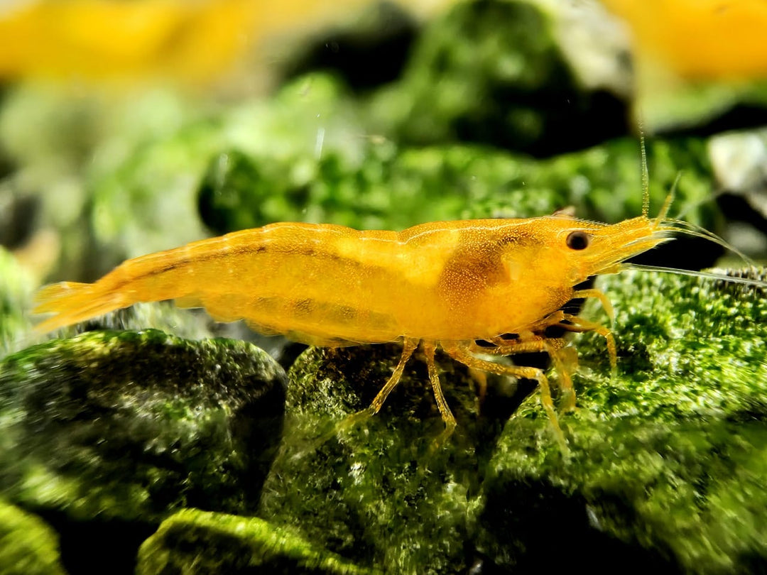 Orange Sunkist Shrimp