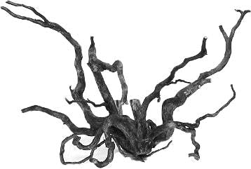 Black Spider Driftwood - PreSoaked