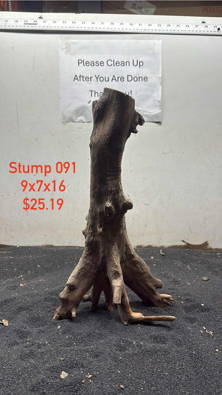 Mangrove Tree Stump 091