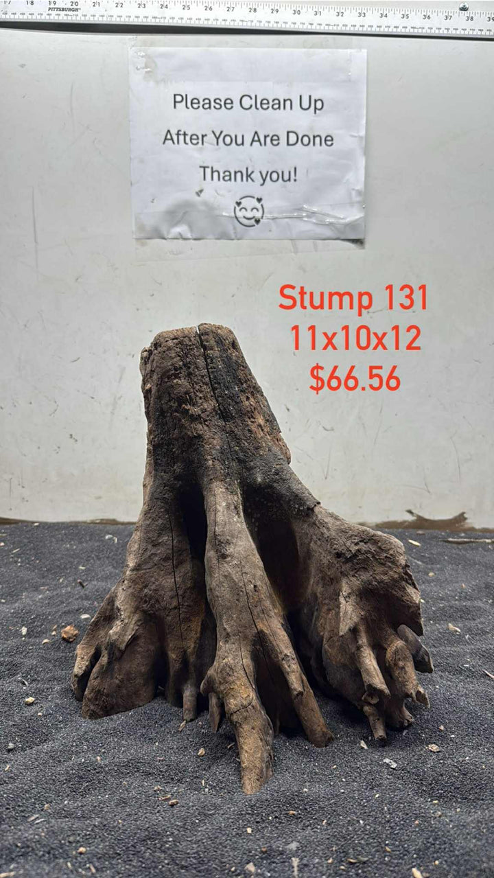 Mangrove Tree Stump 131