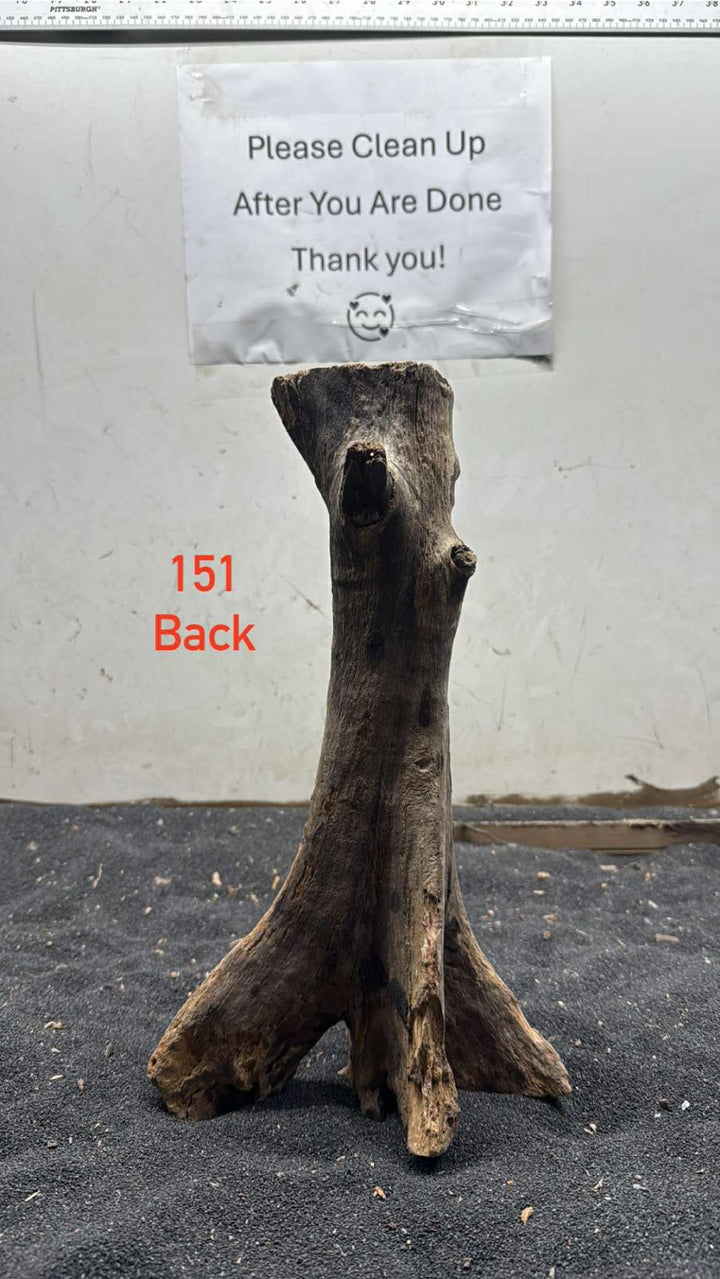 Mangrove Tree Stump 151