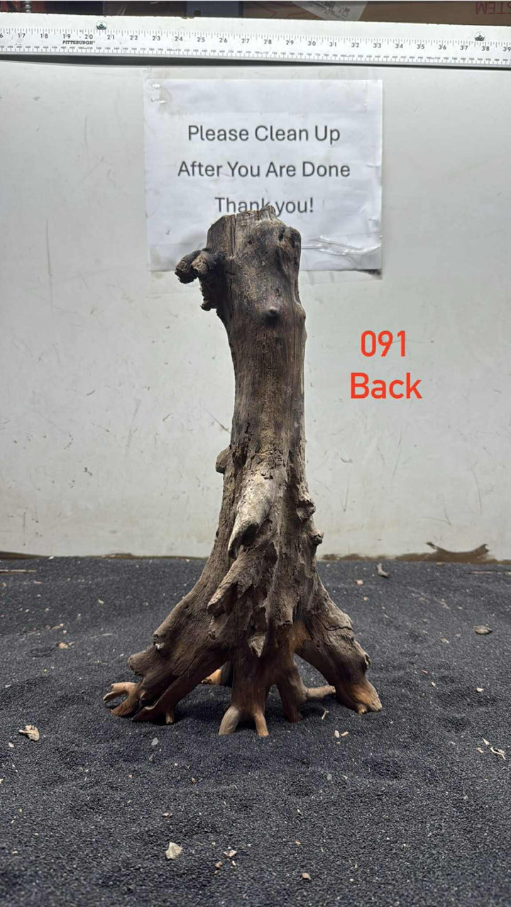 Mangrove Tree Stump 091