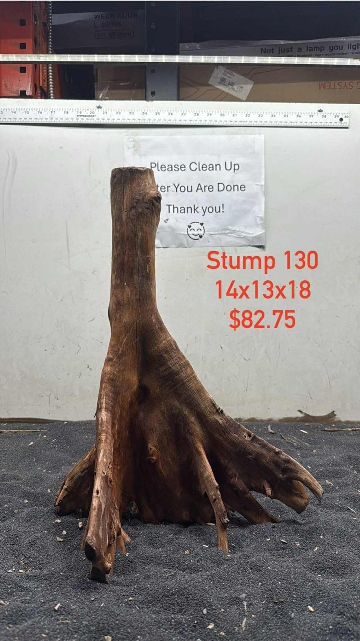 Mangrove Tree Stump 130
