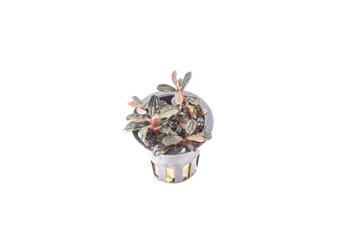 Black Pearl Bucephalandra - Pot