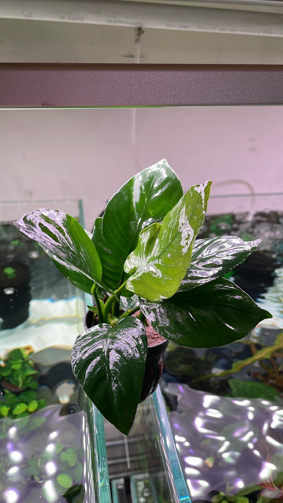 Anubias Broad Leaf - Pot – Aqua Rocks Colorado