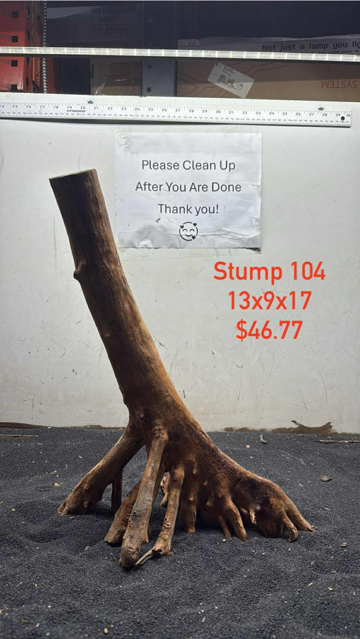 Mangrove Tree Stump 104