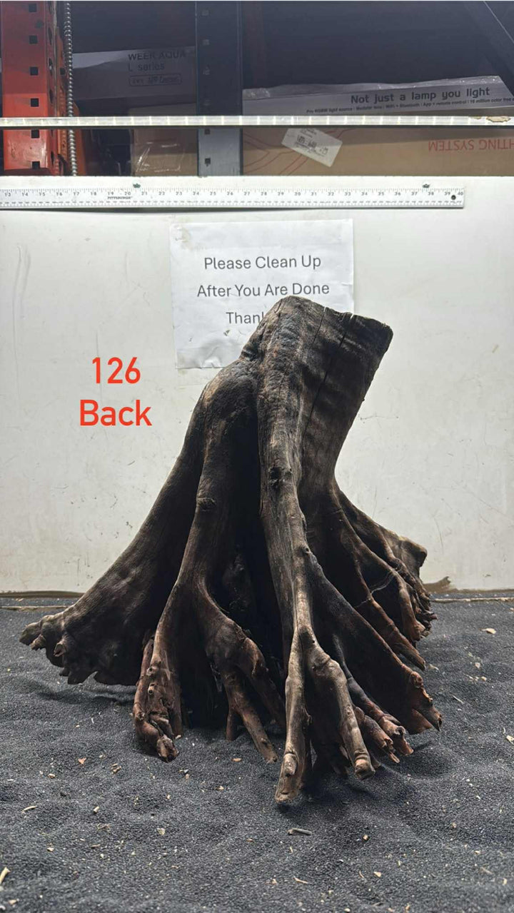 Mangrove Tree Stump 126