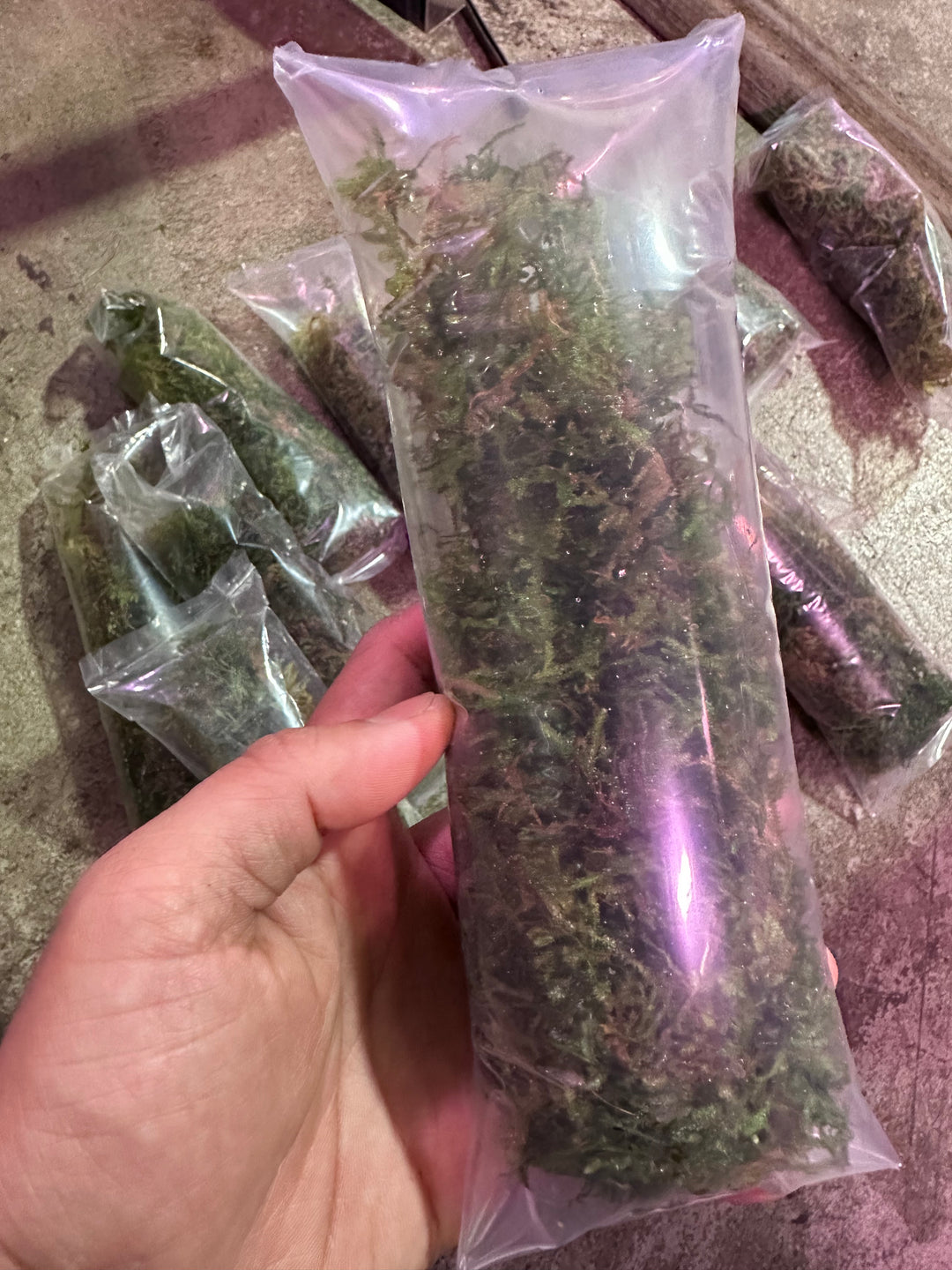 Christmas Moss - Emerse
