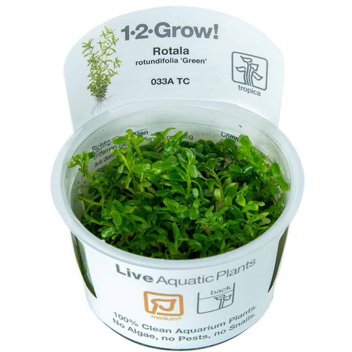 Rotala rotundifolia 'Green' - TC