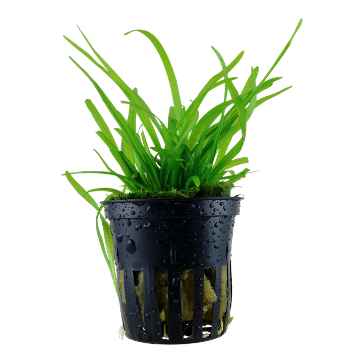 Sagittaria subulata - Tropica