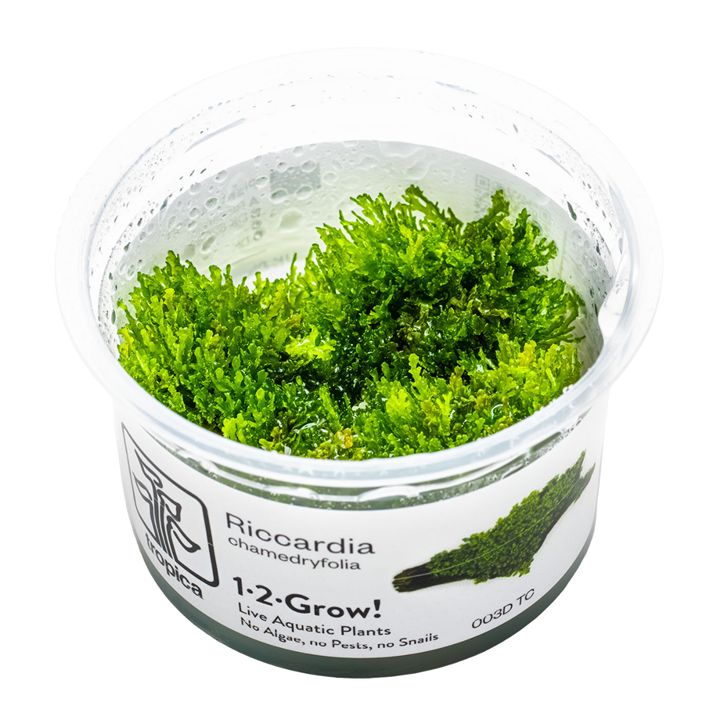 Riccardia chamedryfolia - TC - Medium