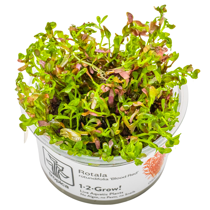 rotala aquarium plant Rotala rotundifolia 'Blood Red' - TC
