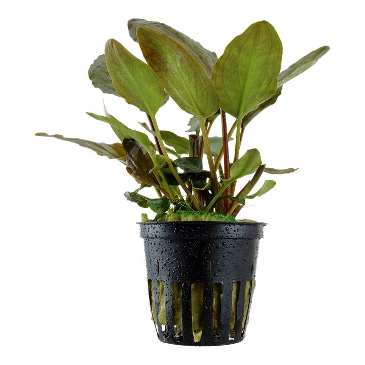 Lagenandra meeboldii 'Red' - Pot