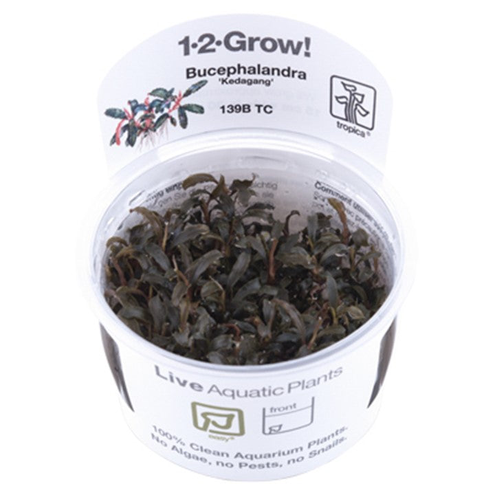 Bucephalandra 'Kedagang' - TC