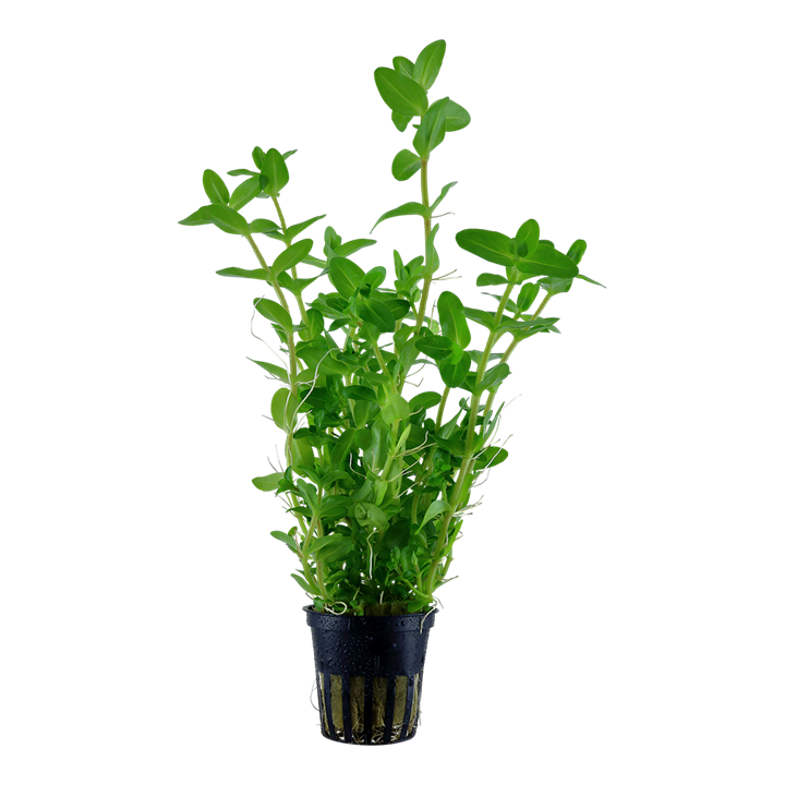 Bacopa caroliniana - Tropica