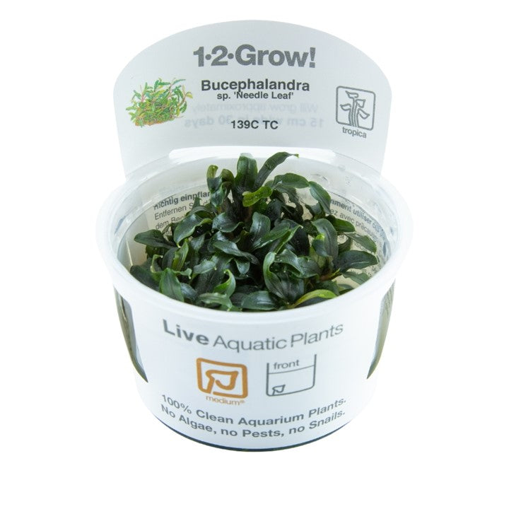 Bucephalandra sp. 'Needle Leaf' - TC