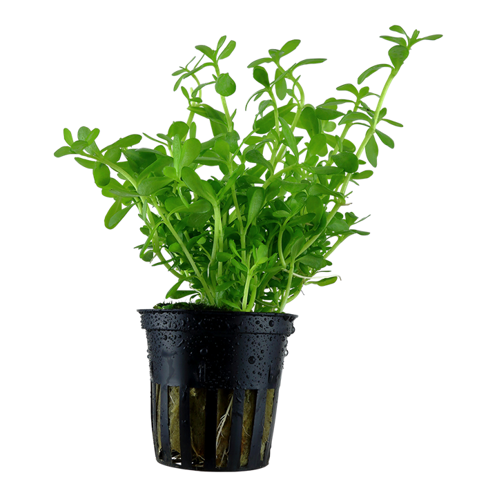 bacopa potted plant Bacopa monnieri 'Compact'