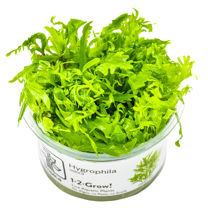 Hygrophila odora - TC - Medium