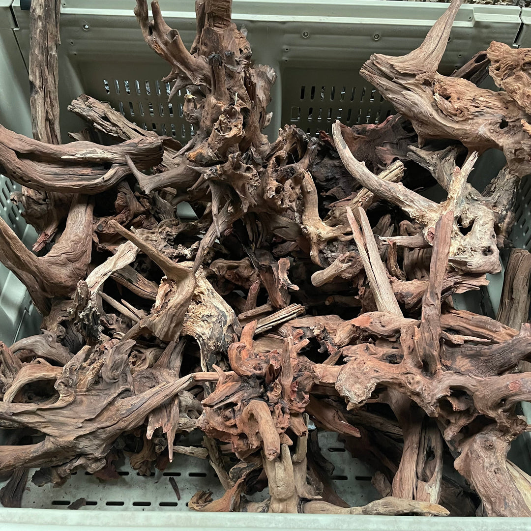 Pacific Bogwood - Extra Large