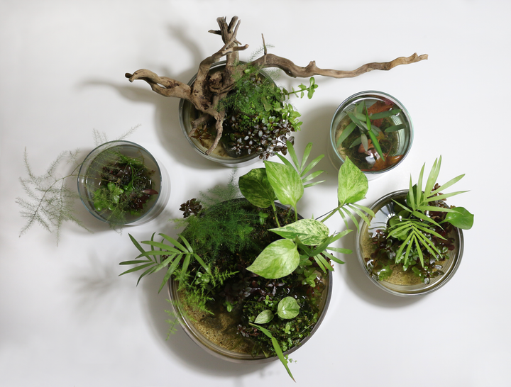 Wabikusa Substrate Ball