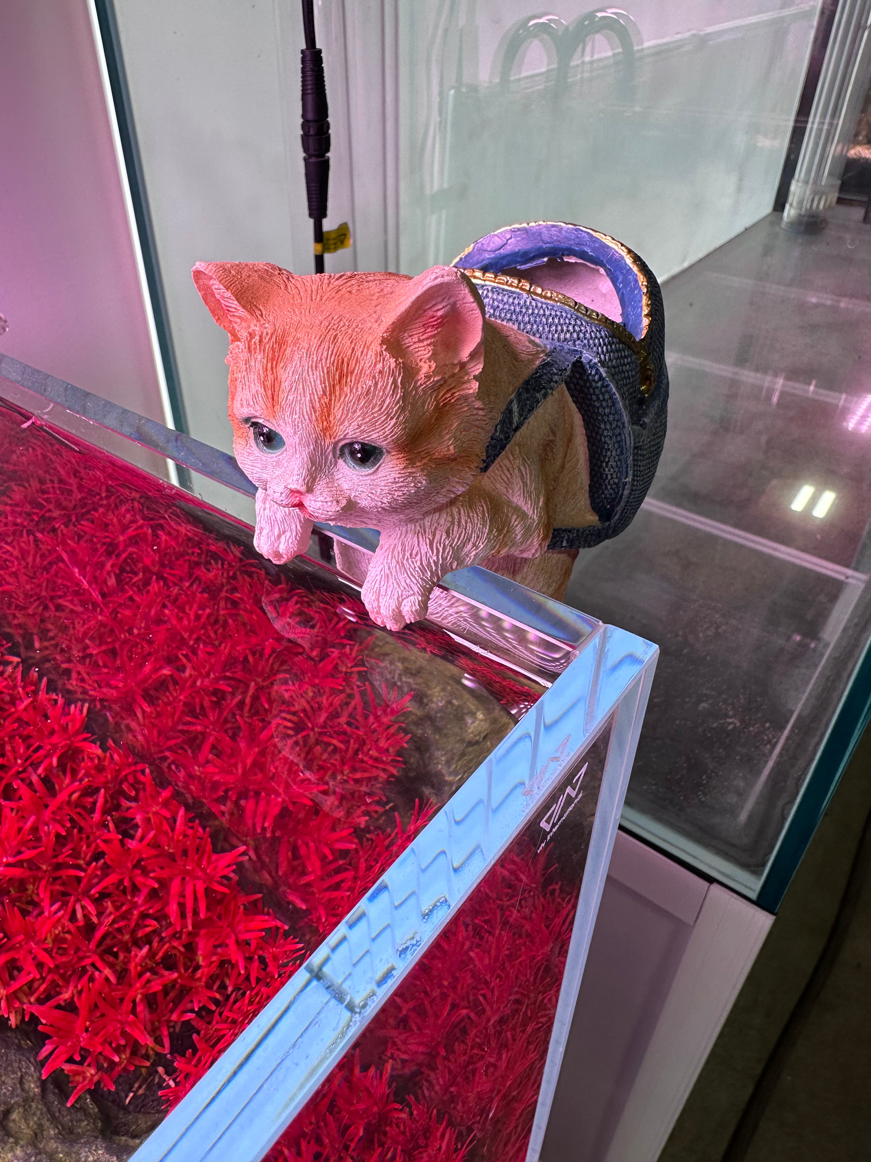 The CAT – Aqua Rocks Colorado