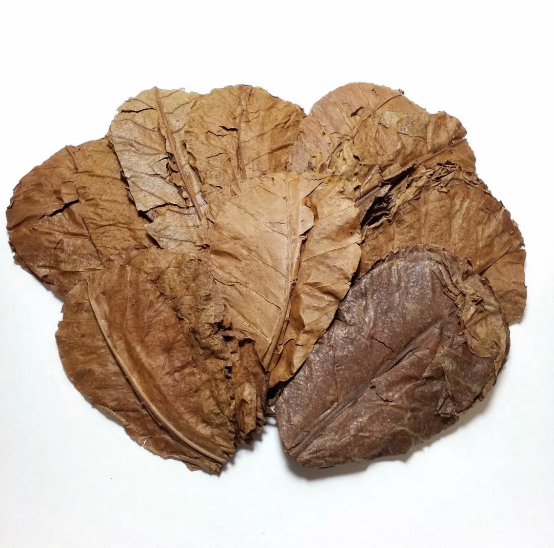 Almond Leaves for Bettas