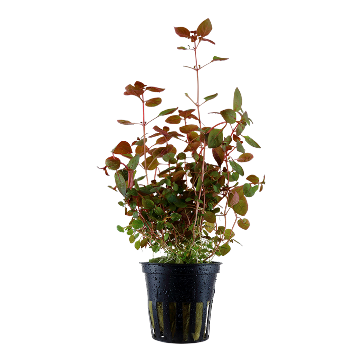 Ludwigia palustris 'Super Red' - Tropica
